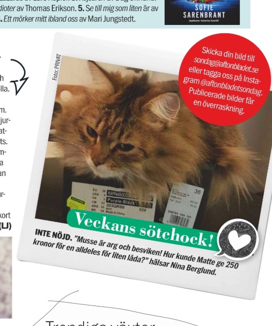 Sibirisk katt Black