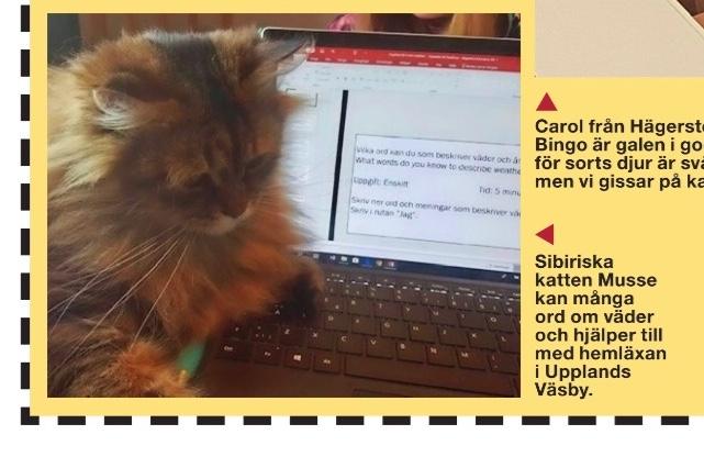 Sibirisk katt Black
