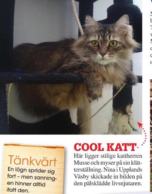 Sibirisk katt Black