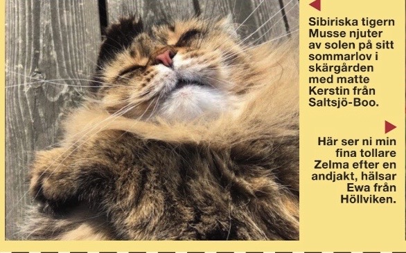 Sibirisk katt Black