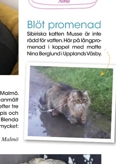 Sibirisk katt Black