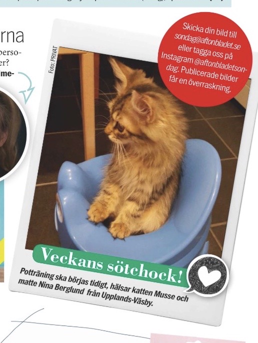Sibirisk katt Black