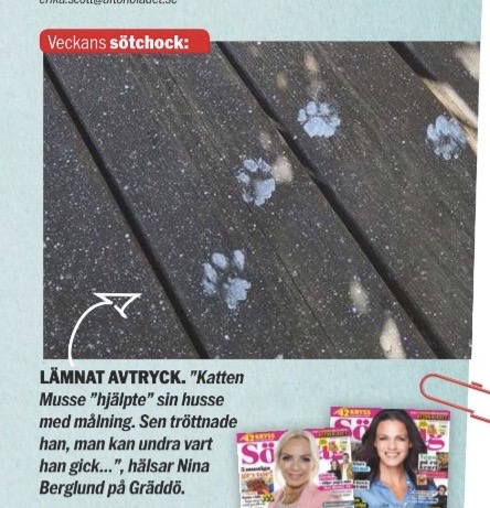 Sibirisk katt Musse