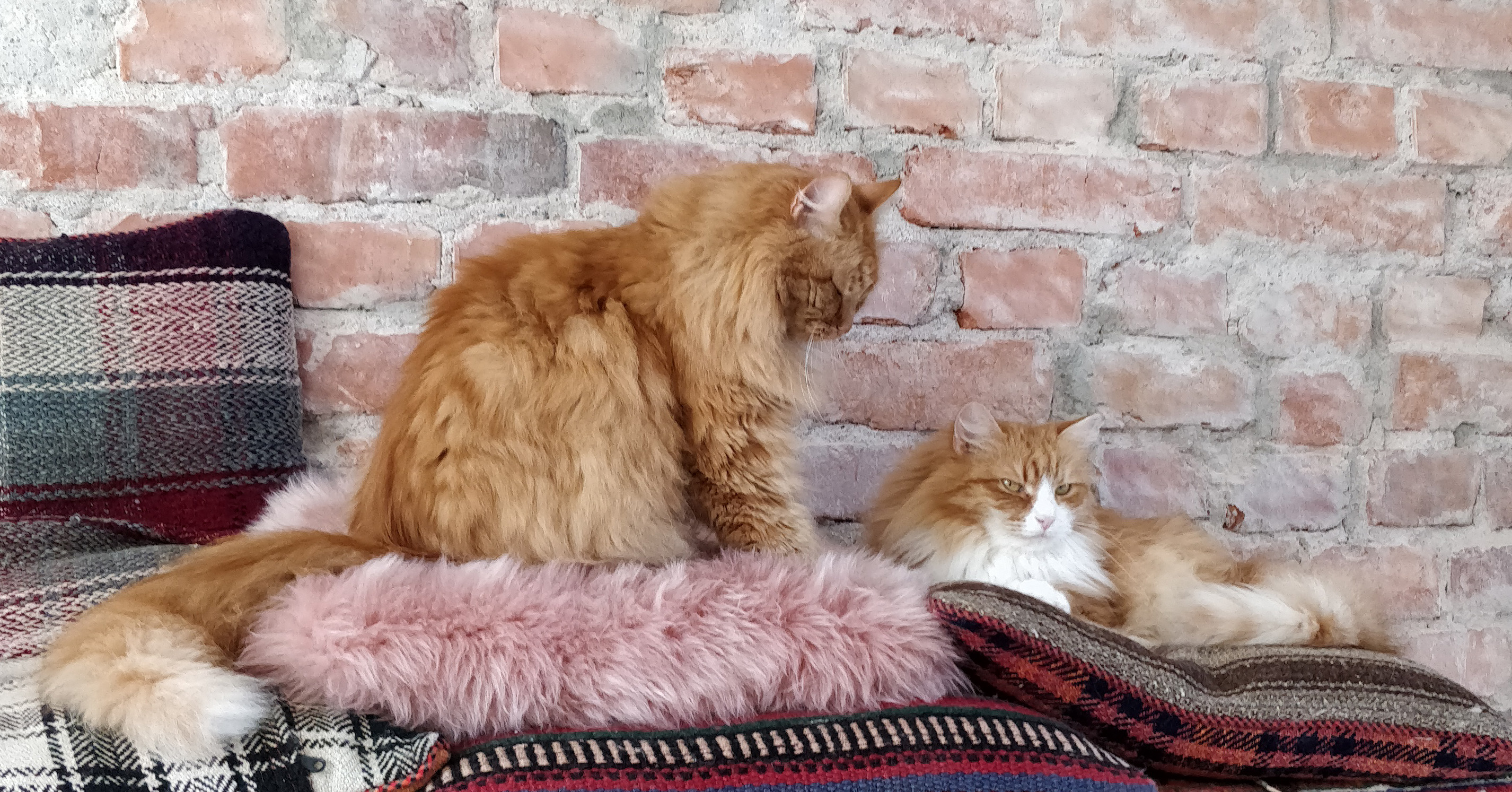 sibirisk katt Kosmos och Kale