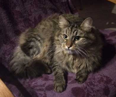 sibirisk katt Merlin