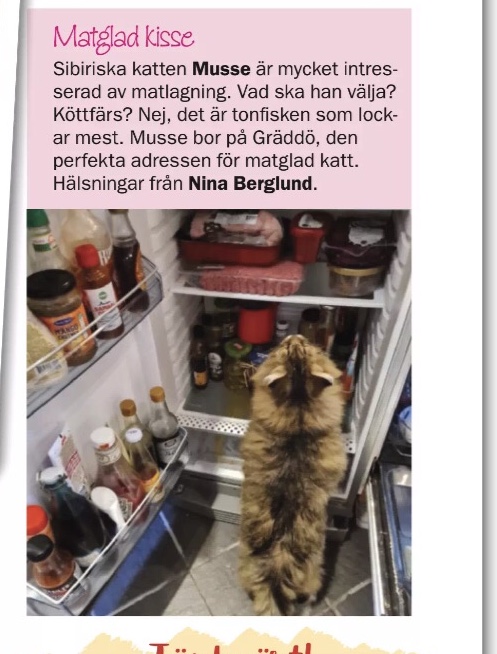 Sibirisk katt Black