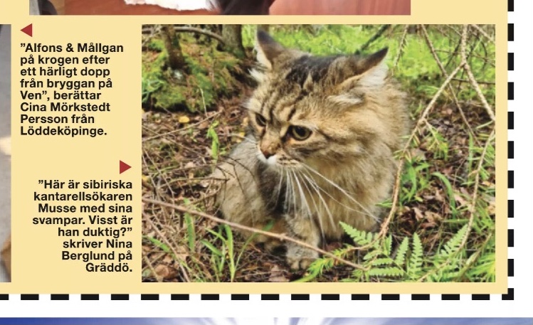 Sibirisk katt Black