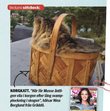 Sibirisk katt Black