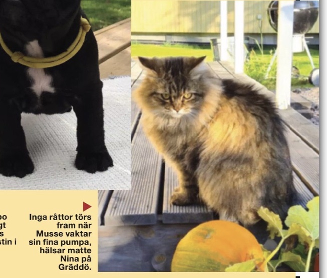 Sibirisk katt Black