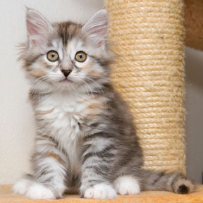 sibirisk kattunge