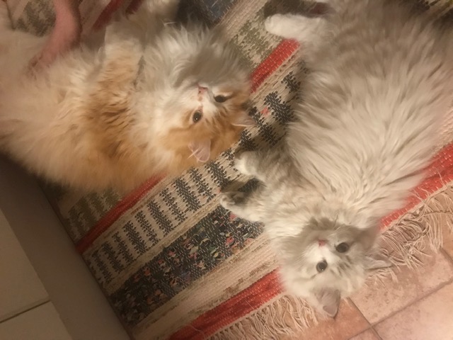 sibirisk katt Siri och Ivan