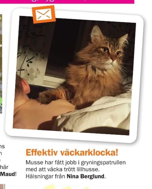 Sibirisk katt Black