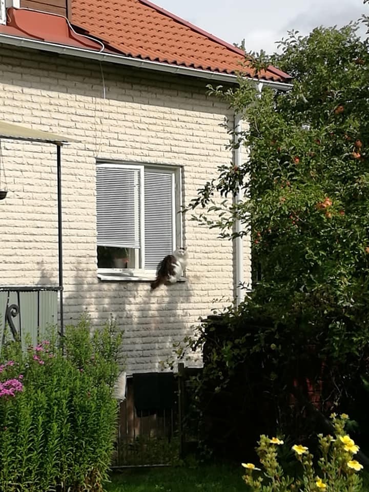 sibirisk katt Junior