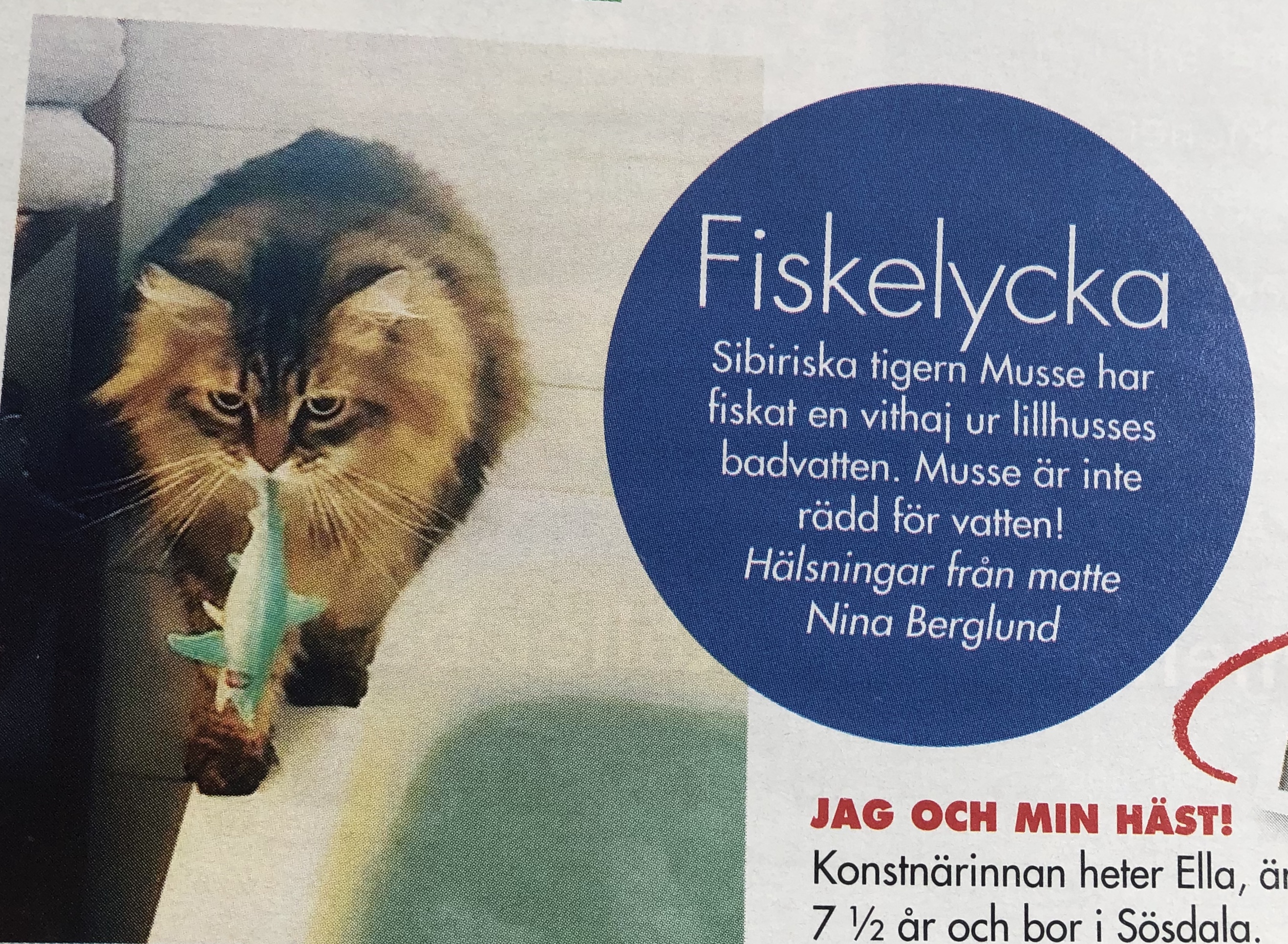 Sibirisk katt Black