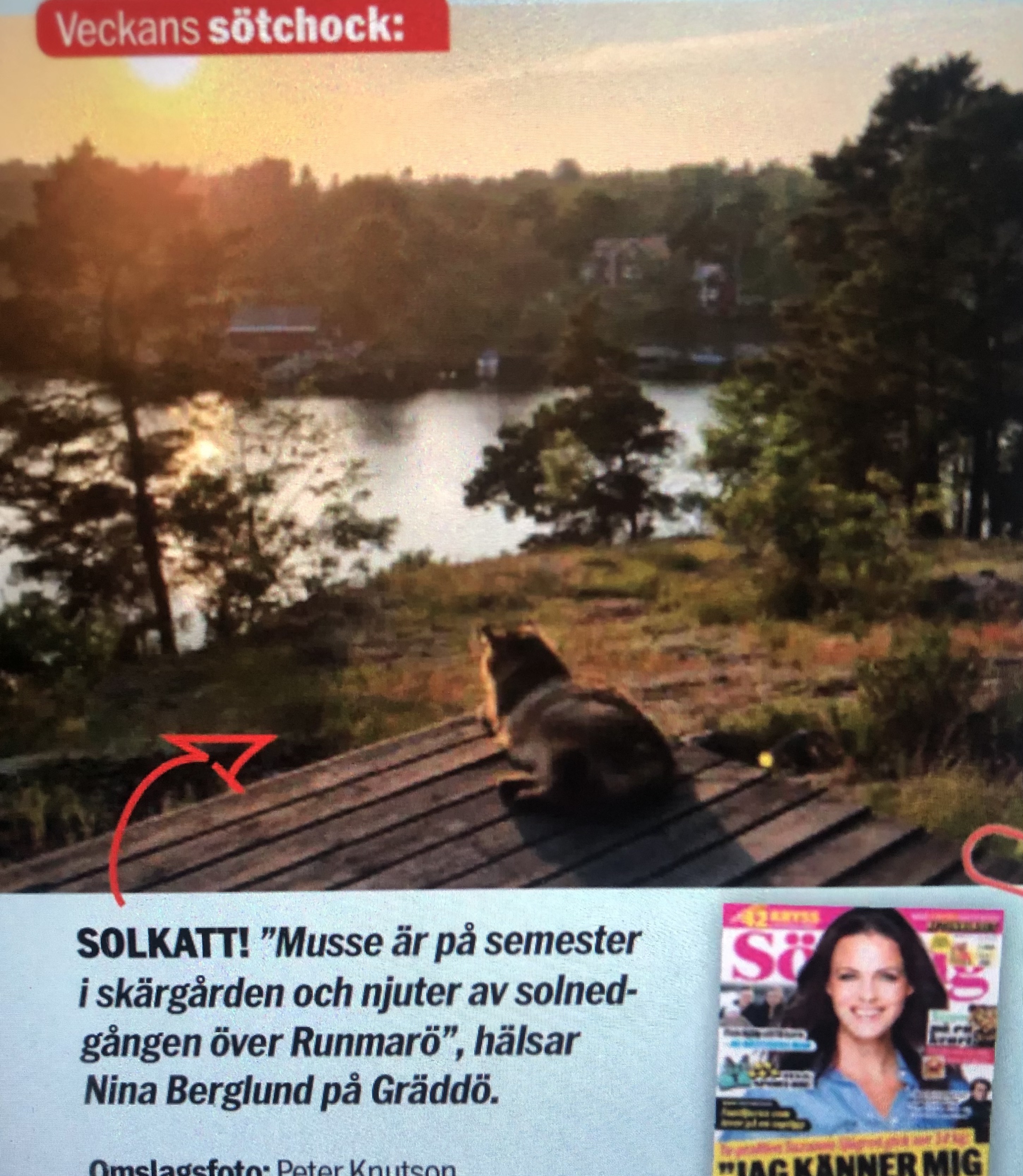 Sibirisk katt Musse