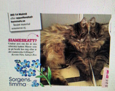 Sibirisk katt Black
