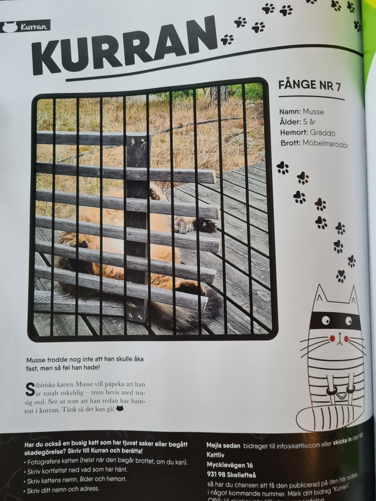 Sibirisk katt Black