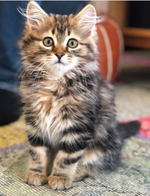 sibirisk katt Ohara