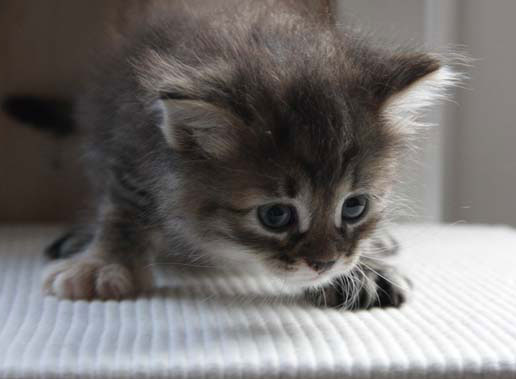 sibirisk kattunge