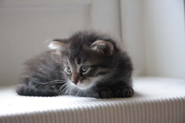 sibirisk kattunge
