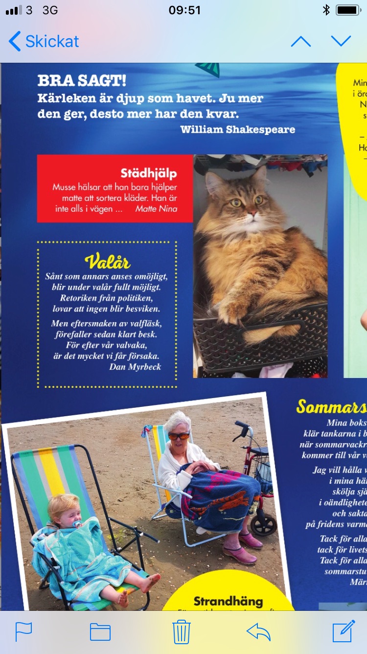 Sibirisk katt Black