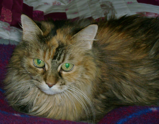 maine coon