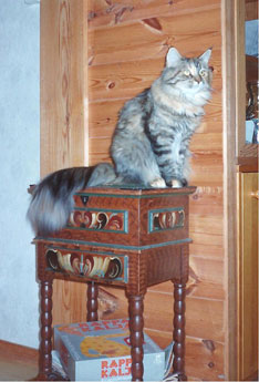 maine coon