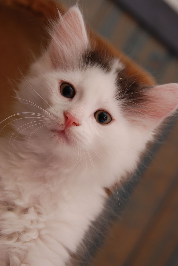 sibirisk katt