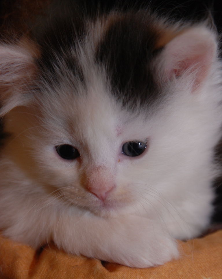 sibirisk katt