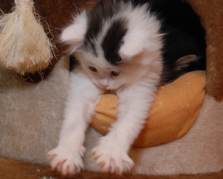 sibirisk katt