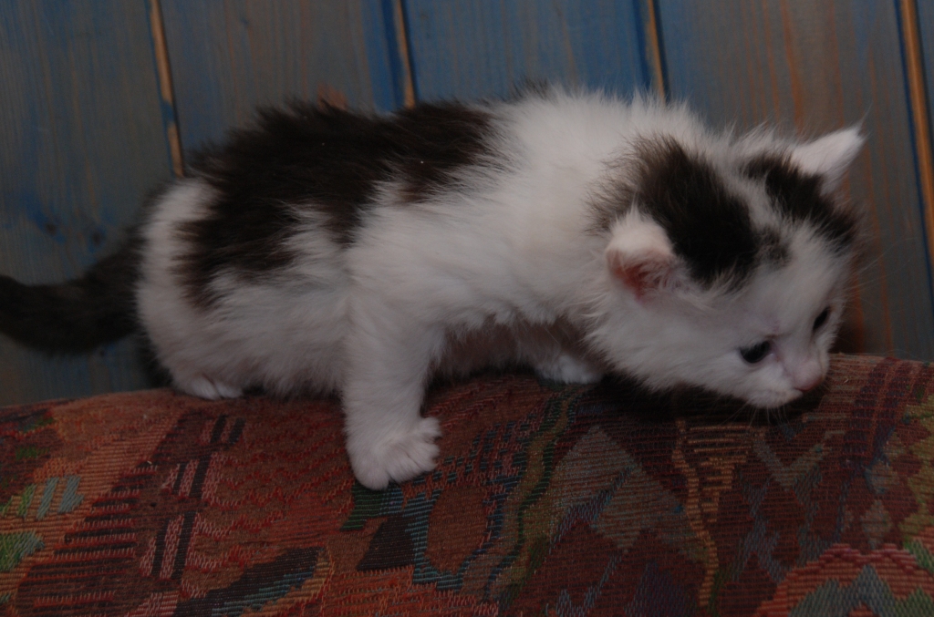 sibirisk katt