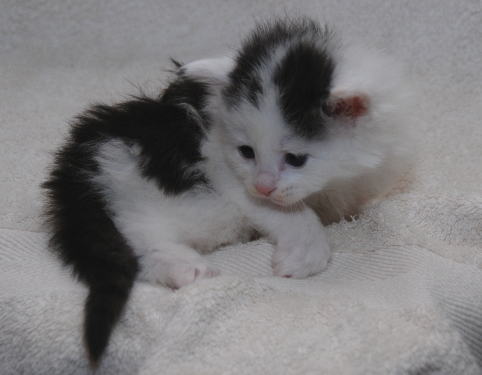 sibirisk katt