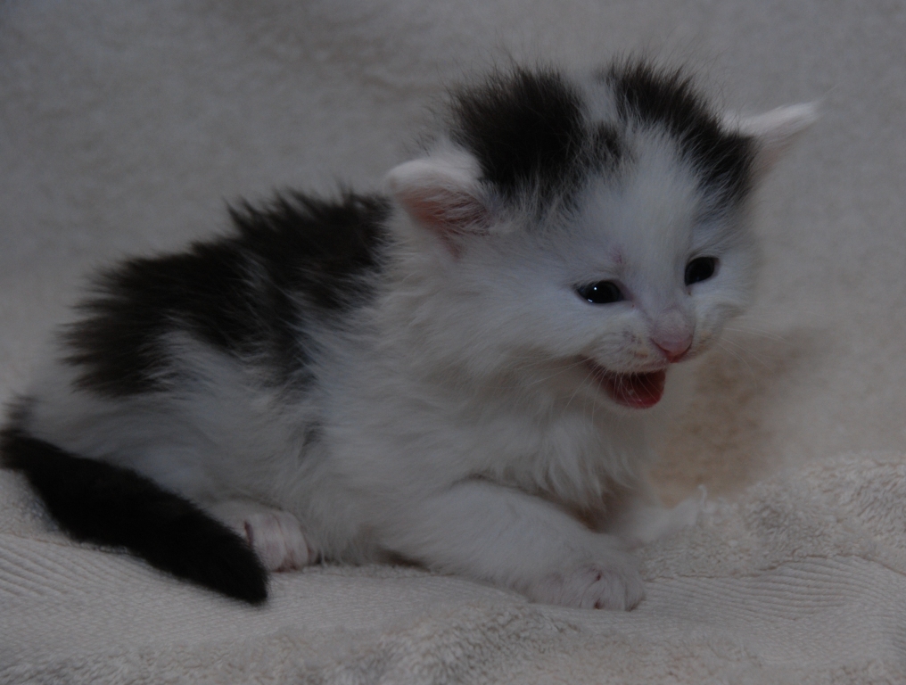 sibirisk katt