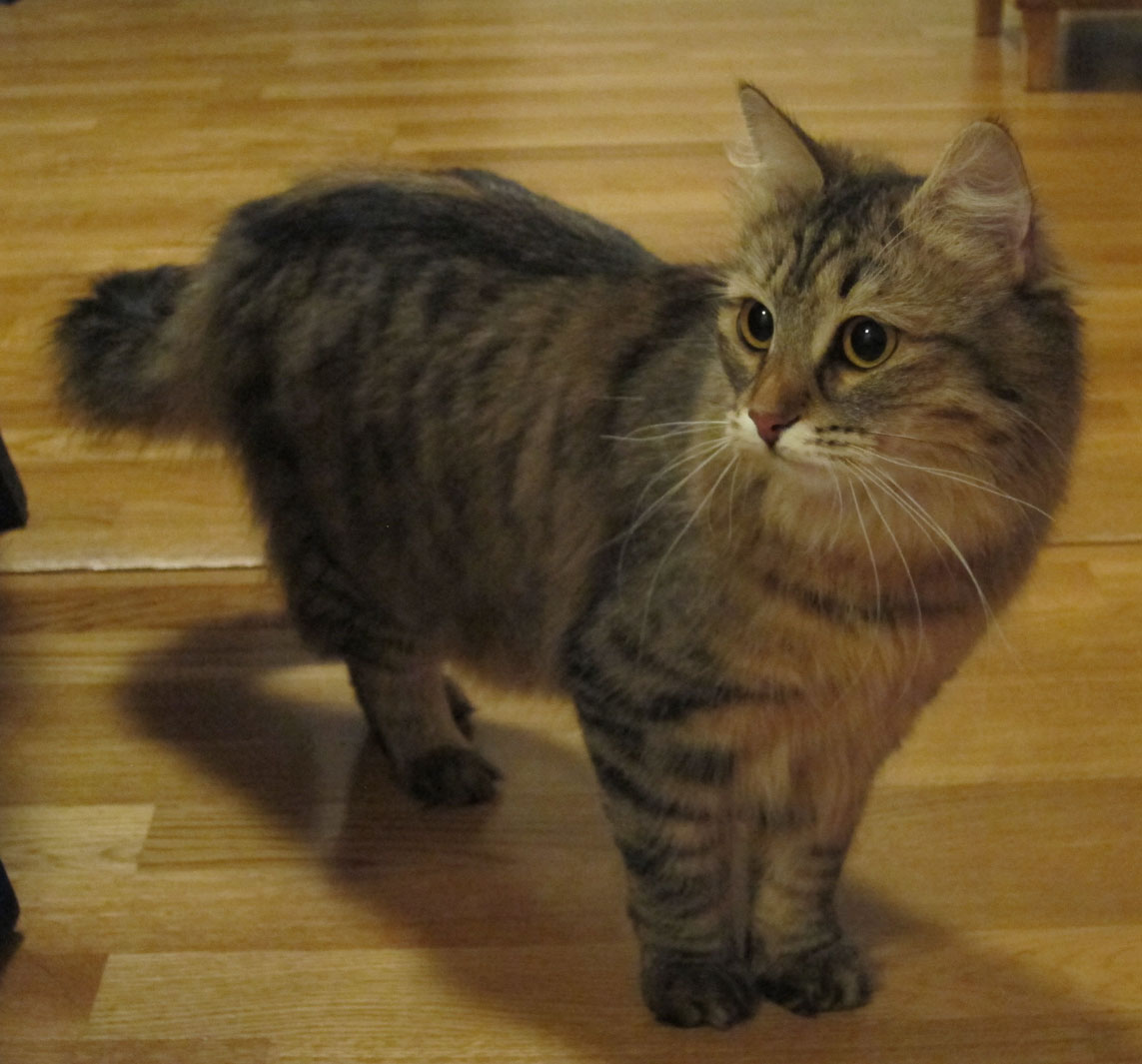sibirisk katt Juno