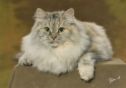 sibirisk katt Silver mor