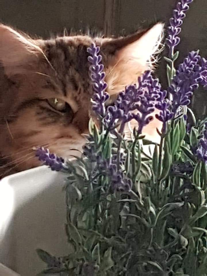 Sibirisk katt Måns
