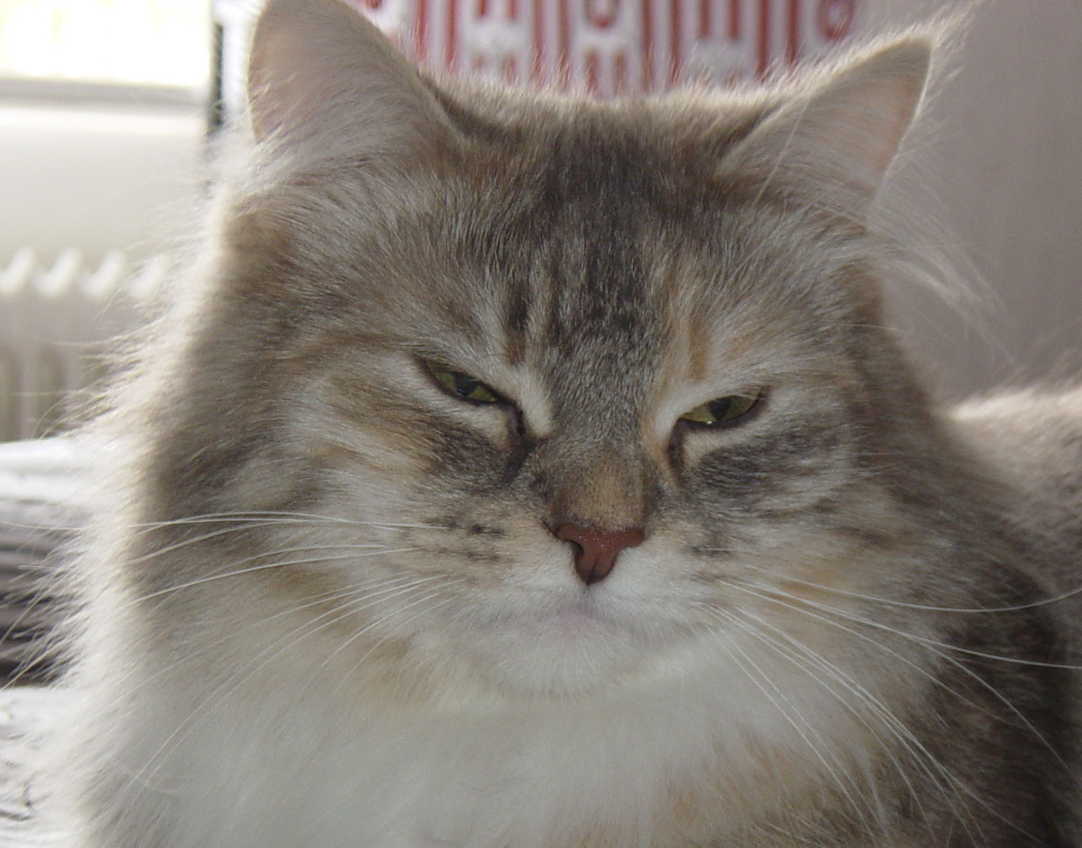 sibirisk katt