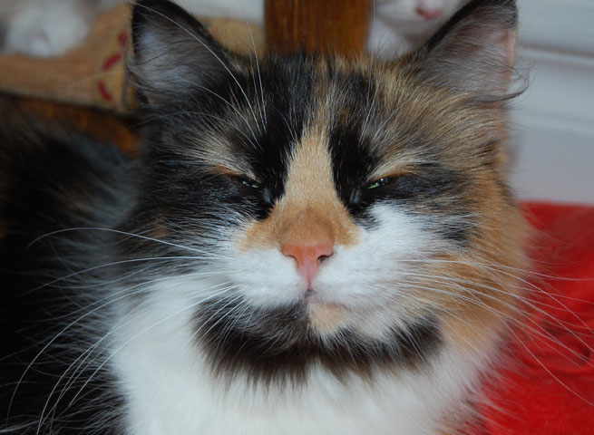sibirisk katt