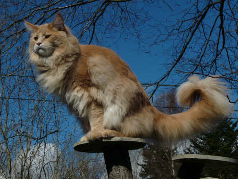 MaineCoon