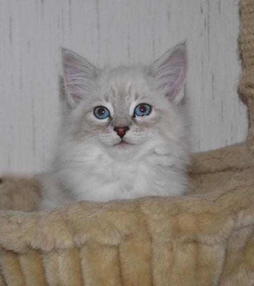 sibirisk katt