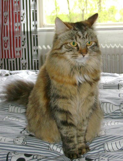 sibirisk katt