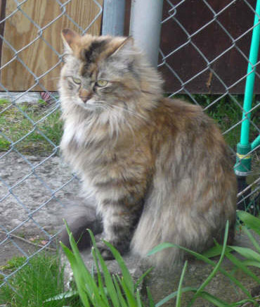sibirisk katt