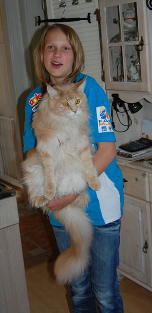 maine coon