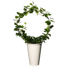 Murgröna