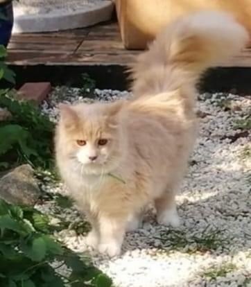 Sibirisk katt Ozzy