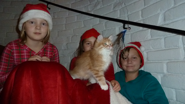 sibirisk katt Ulysses