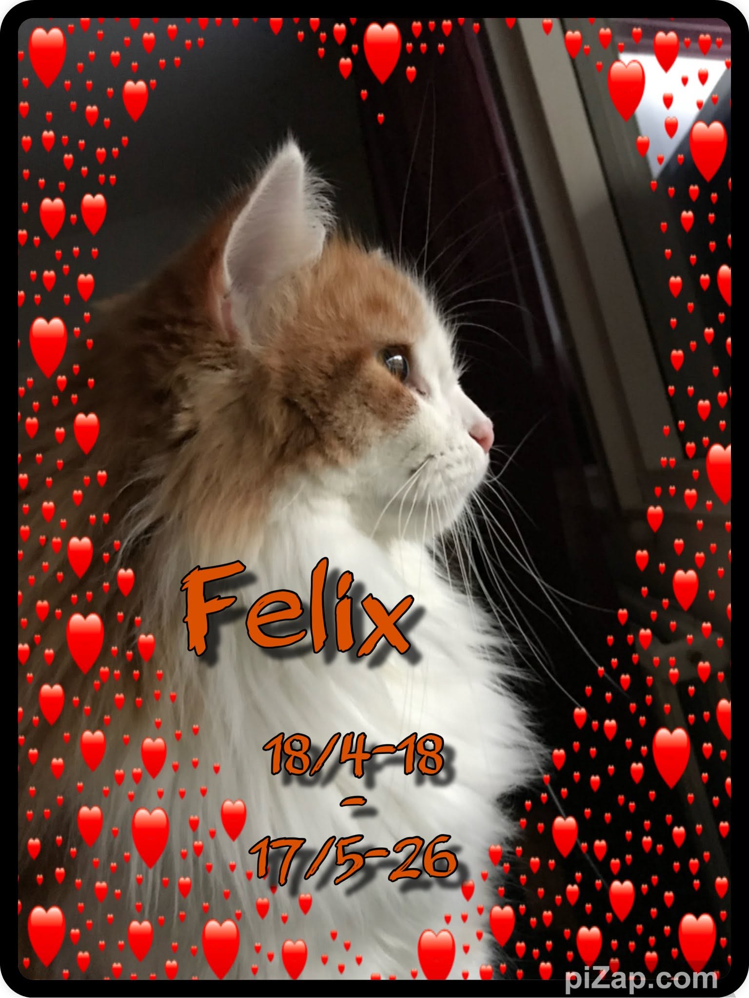 Sibirisk katt Pollux