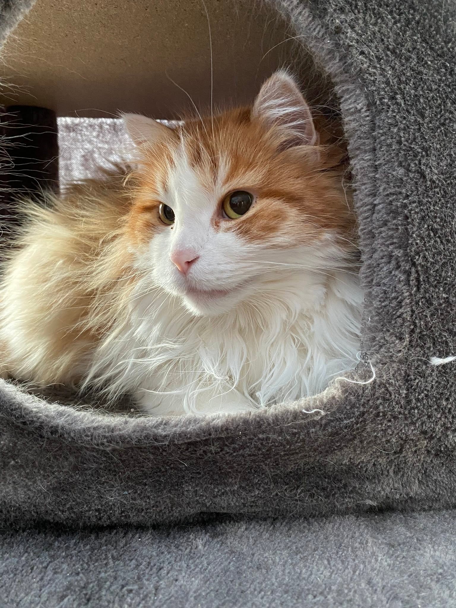 Sibirisk katt Pollux