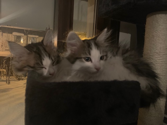 Sibirisk katt Tintan o Titania