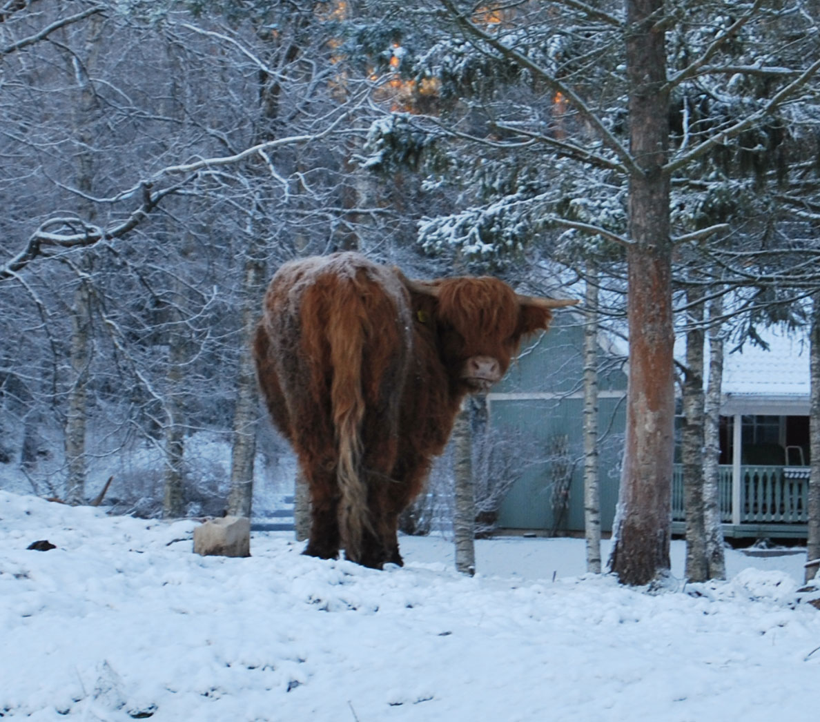 highlander